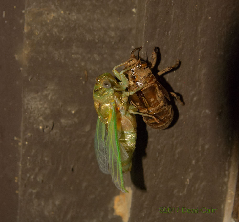 Cicada 80DSC_6434.jpg