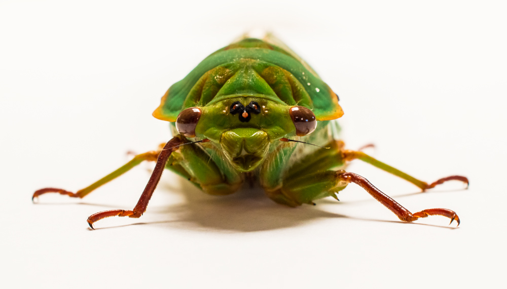 Cicada Front.jpg
