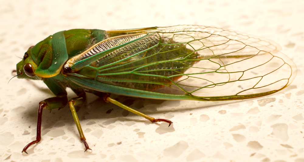 Cicada Side.jpg
