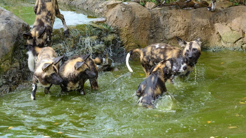 Cincinnati Zoo--19 (1000x563).jpg