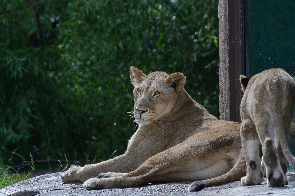 Cincinnati Zoo--25.jpg