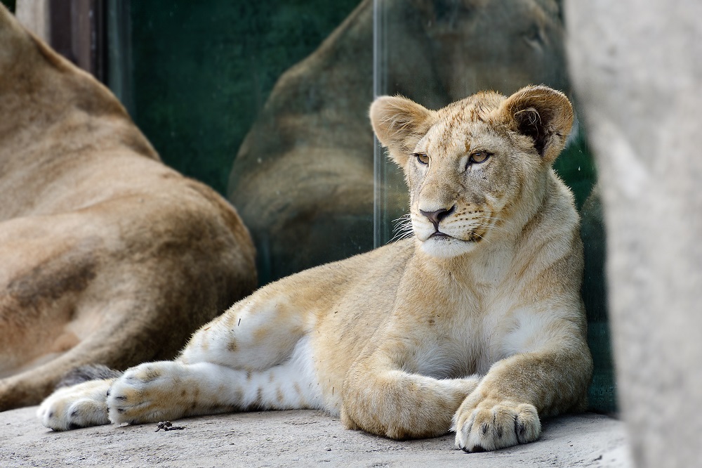 Cincinnati Zoo--29.jpg