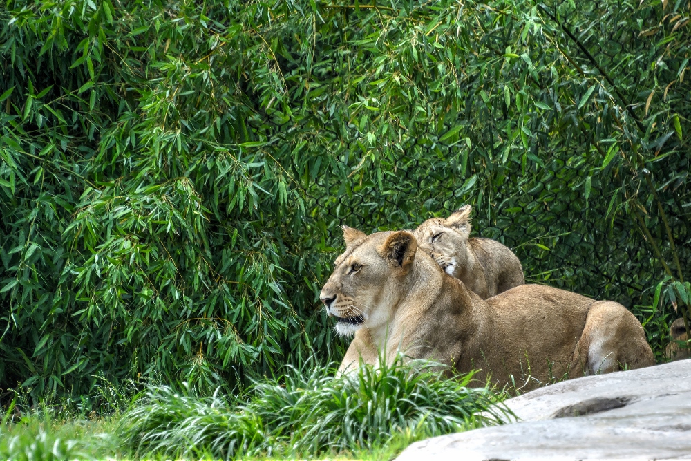 Cincinnati Zoo--3 (1000x667).jpg