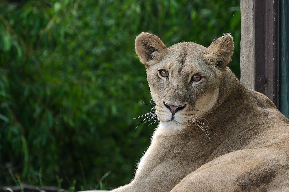 Cincinnati Zoo--30.jpg