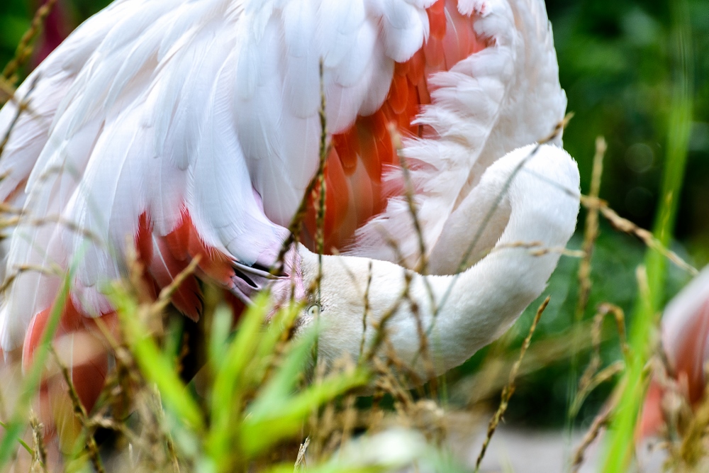 Cincinnati Zoo--4 (1000x667).jpg