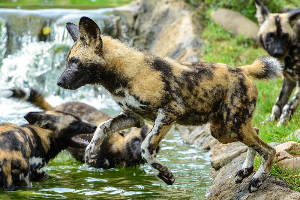 Cincinnati Zoo--5.jpg
