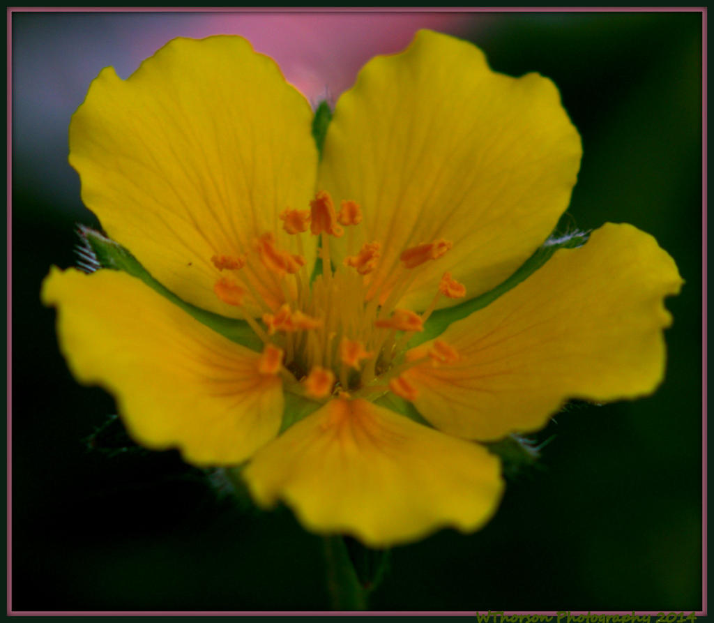 Cinquefoil Potentilla.jpg