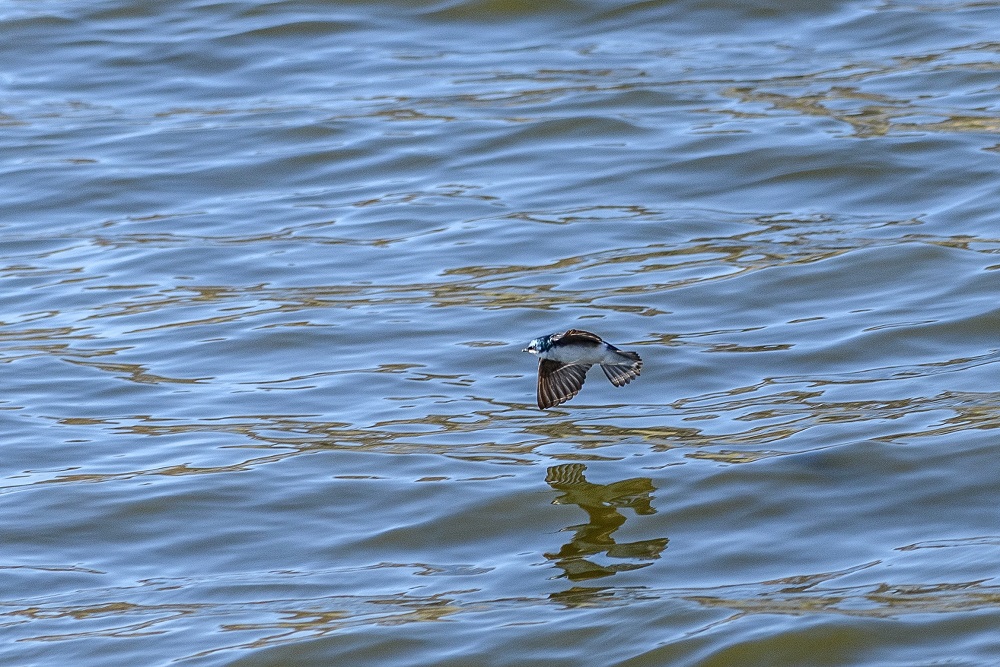 Circle B Bar Reserve-1473.jpg