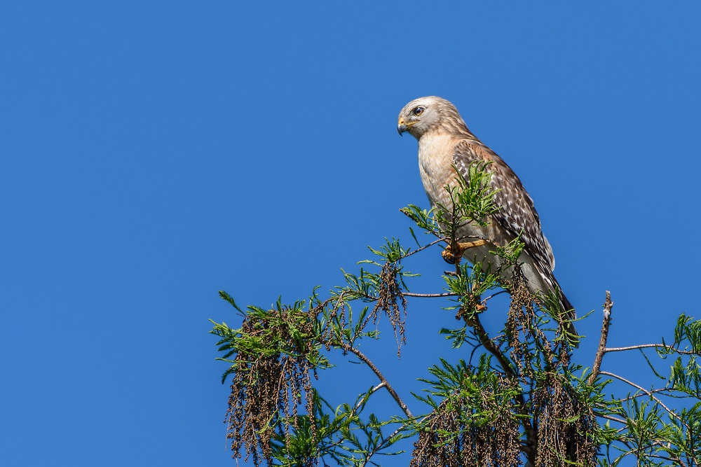 Circle B Bar Reserve.--2.jpg