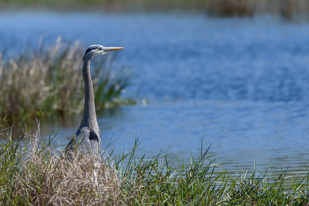 Circle B Bar Reserve--51.jpg