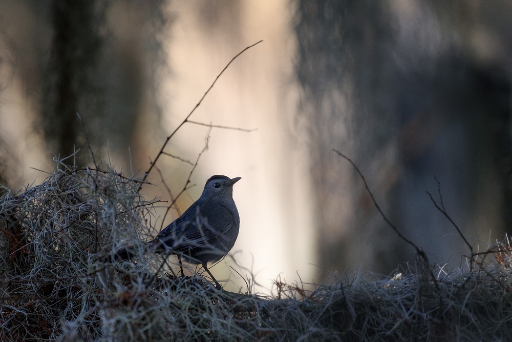 Circle B Bar Reserve--7.jpg