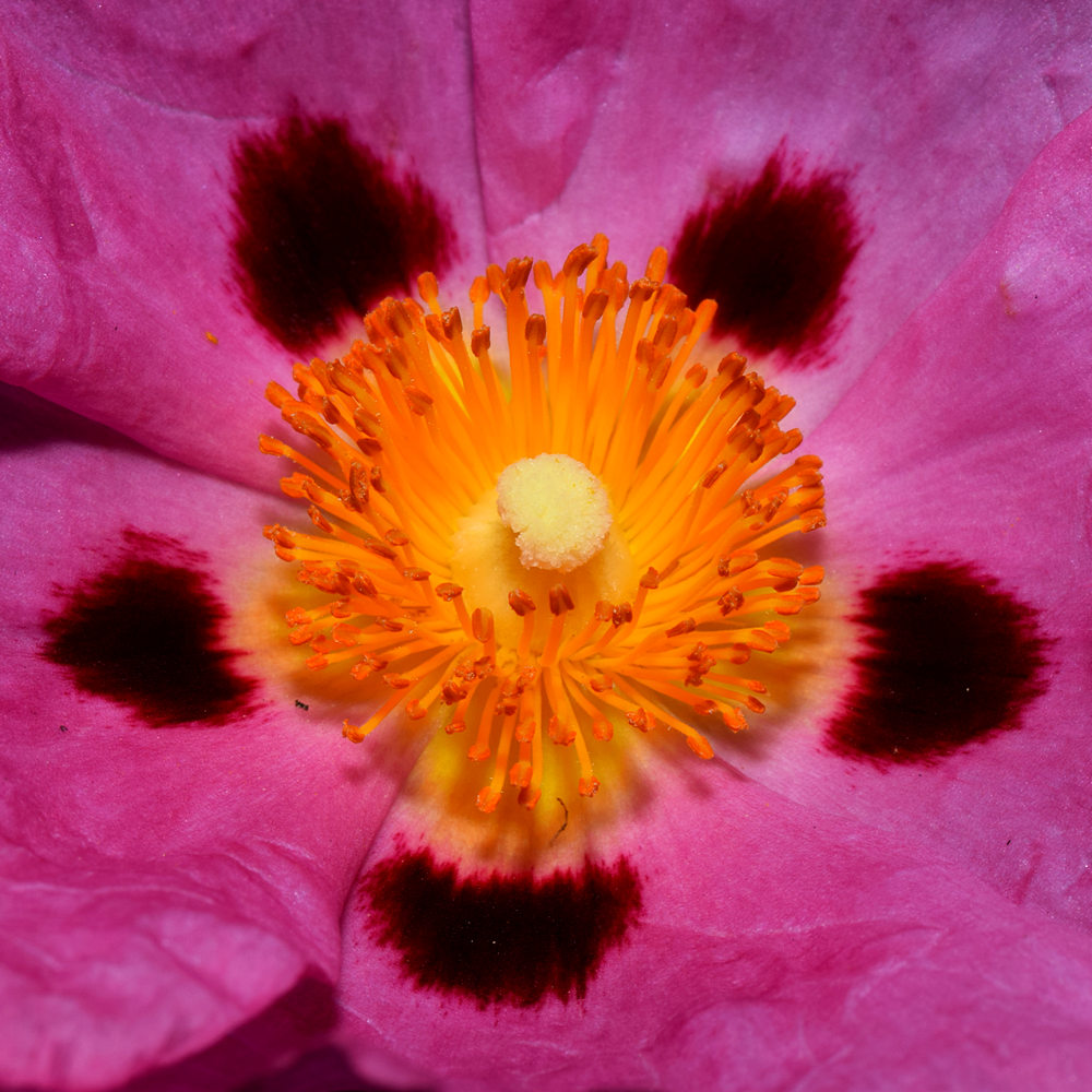 Cistus.jpg