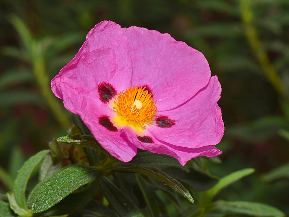 Cistus.jpg