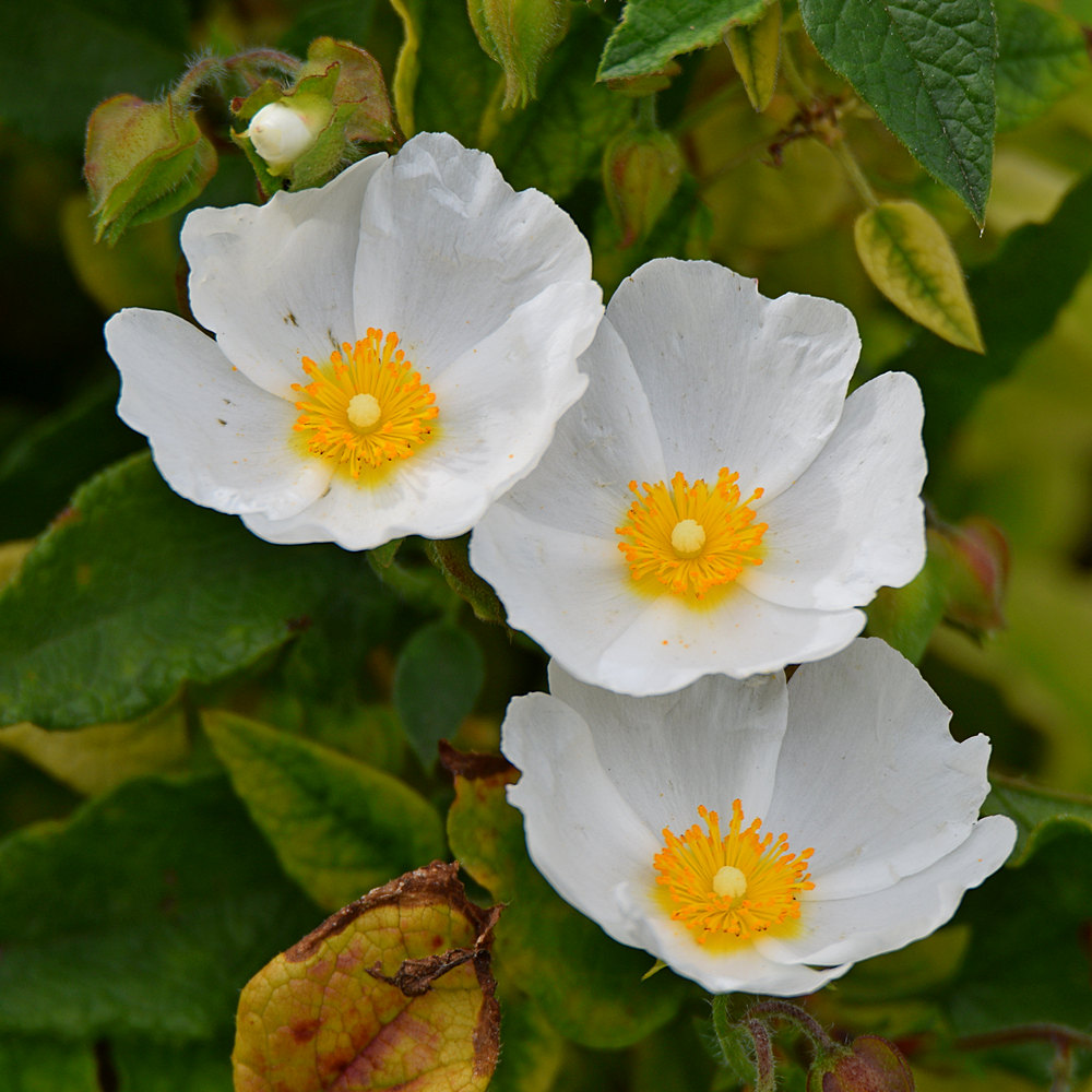 Cistus.jpg