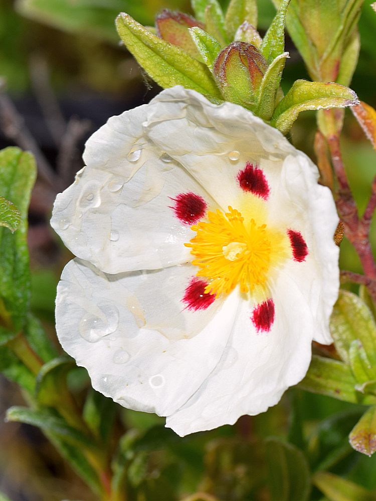 Cistus.jpg