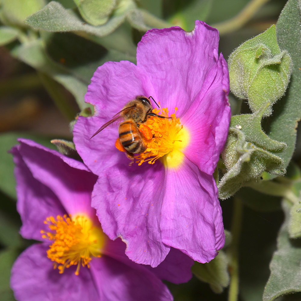 Cistus.jpg