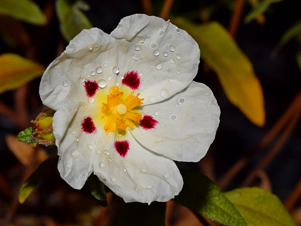 Cistus.jpg
