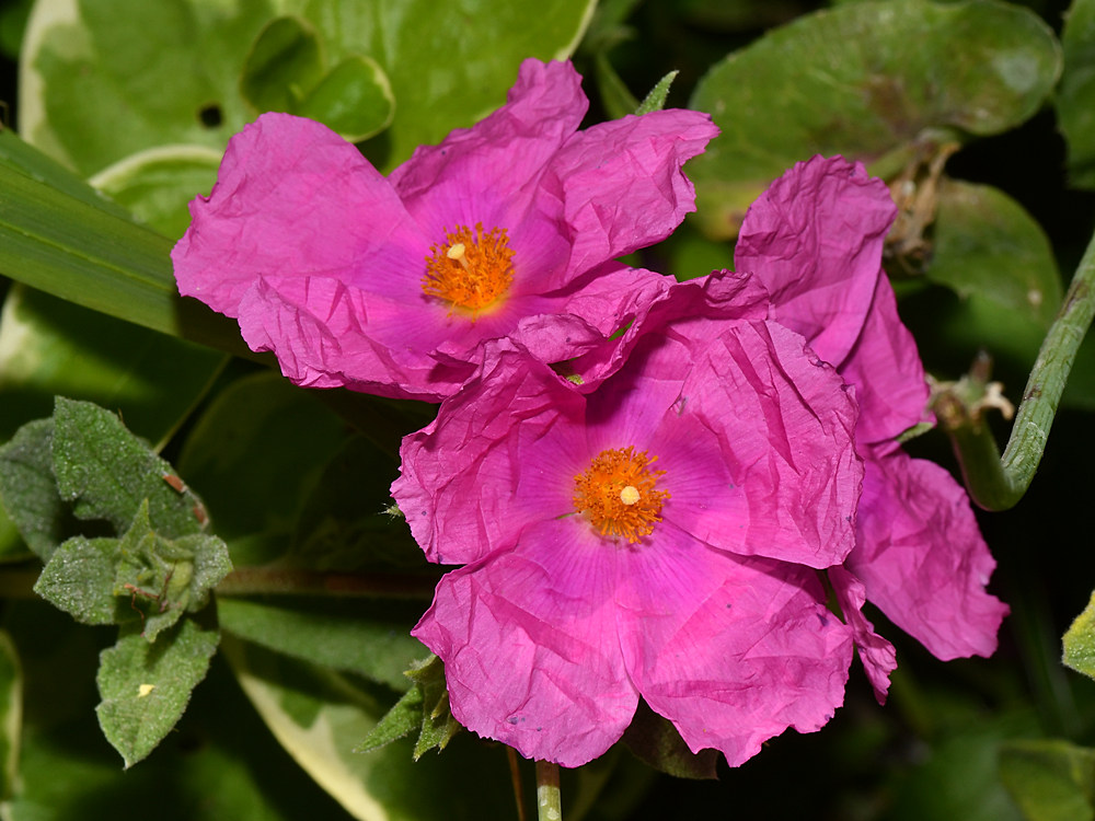 Cistus.jpg