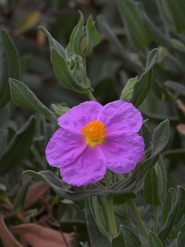 Cistus.jpg