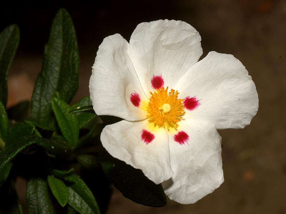 Cistus.jpg