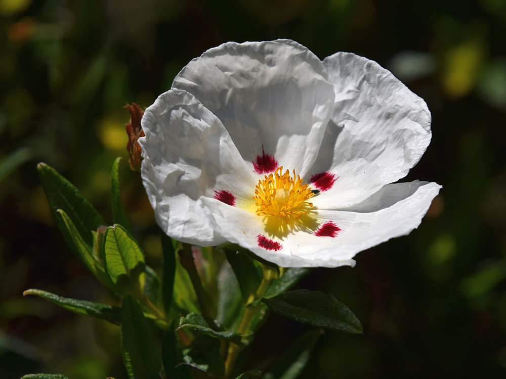 Cistus.jpg