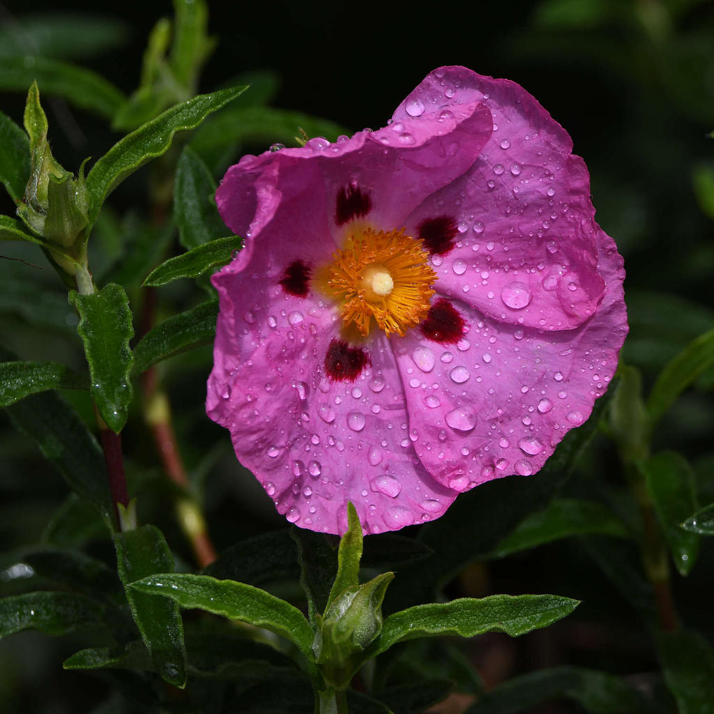 Cistus.jpg