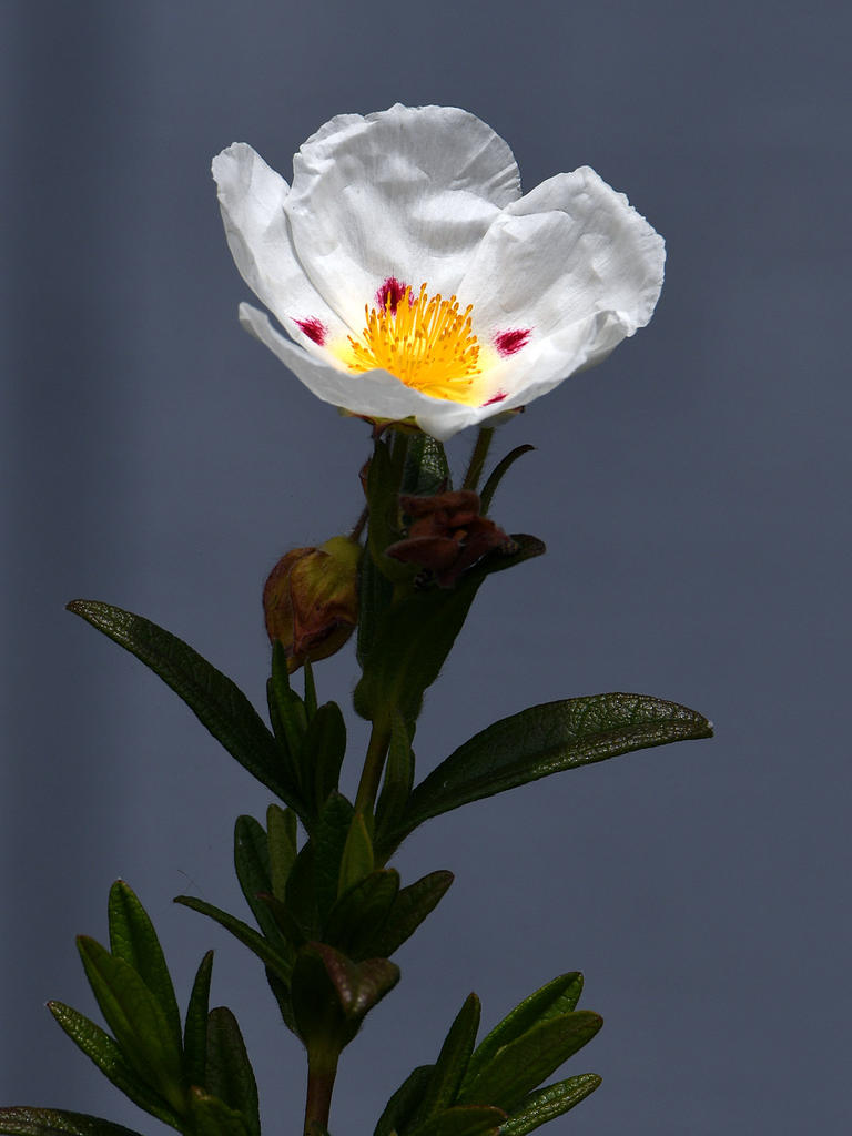 Cistus.jpg