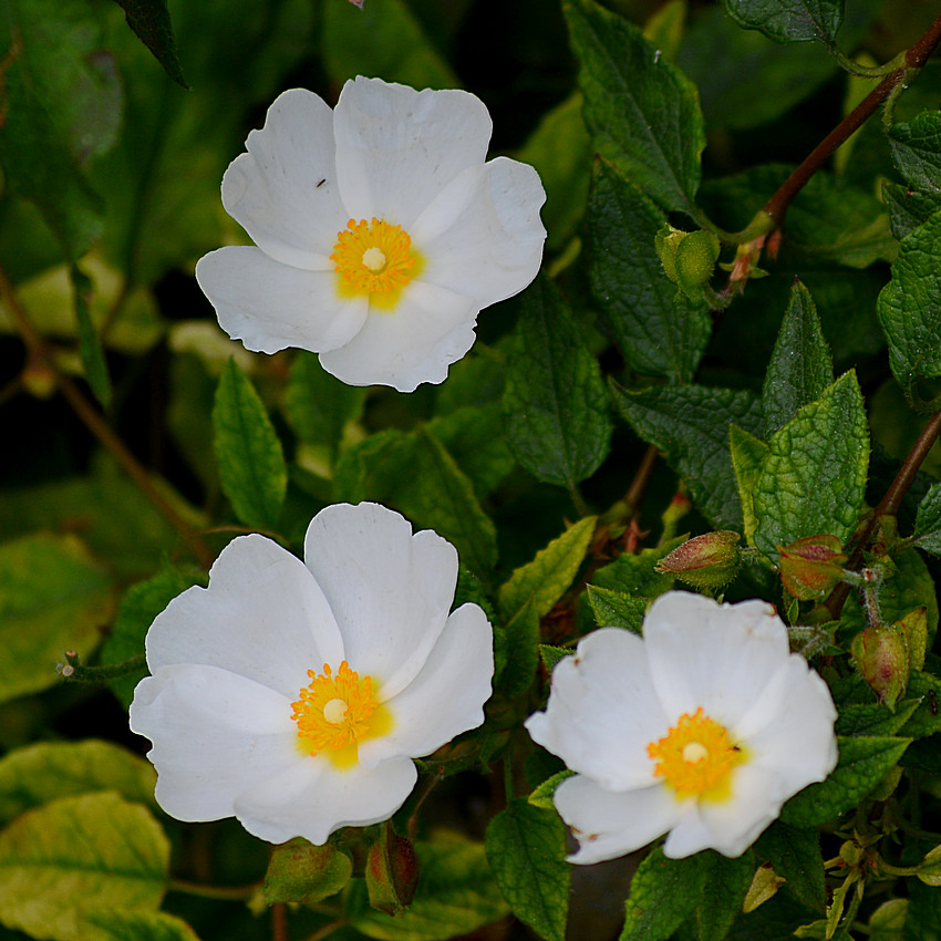Cistus.jpg
