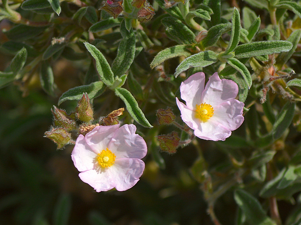 Cistus.jpg
