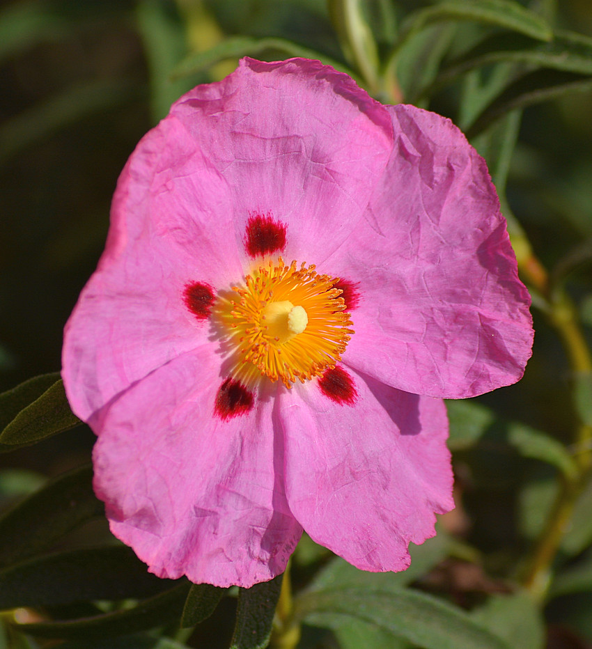 Cistus04Jan2014.jpg