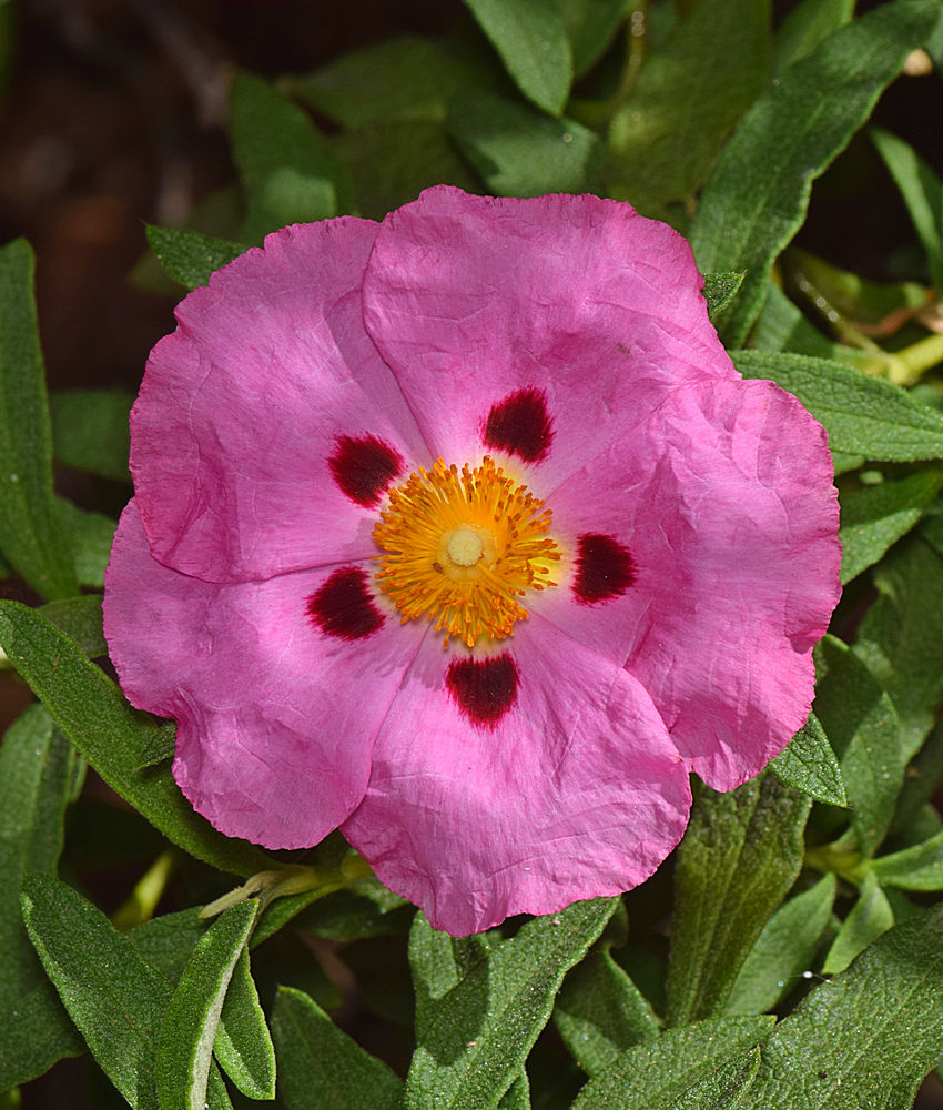 Cistus2.jpg