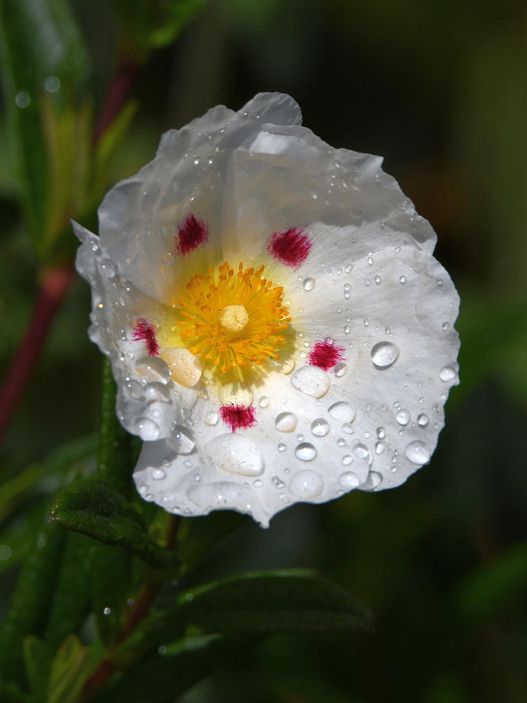 Cistus2.jpg
