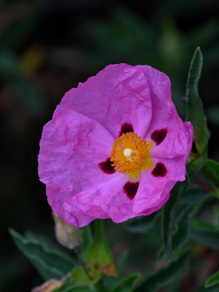 Cistus2.jpg
