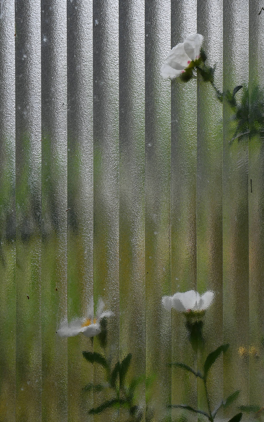 CistusWindow.jpg