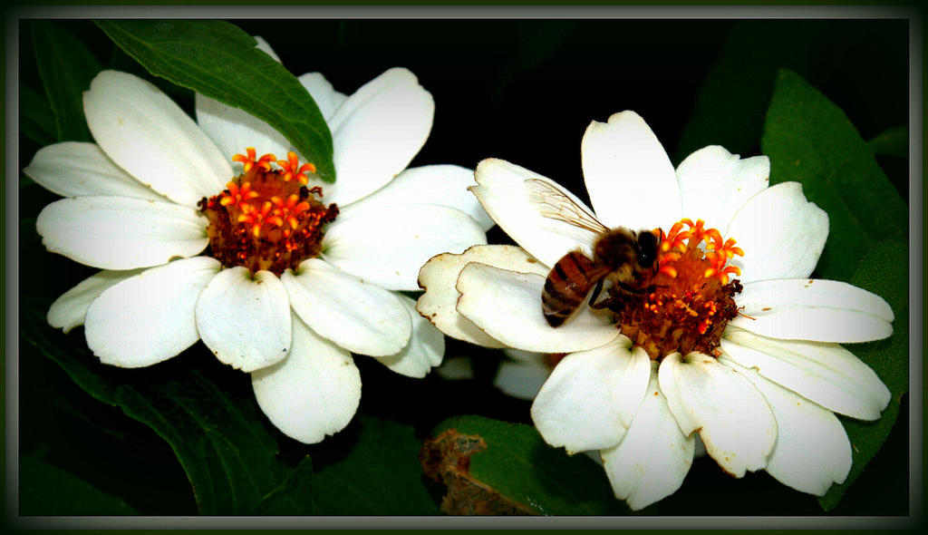 CL Bee on a Zinnia.jpg