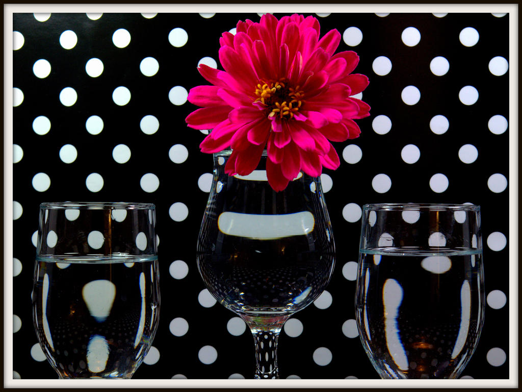 CL Black and Whit Polka Dots with a Pink Zinnia.jpg