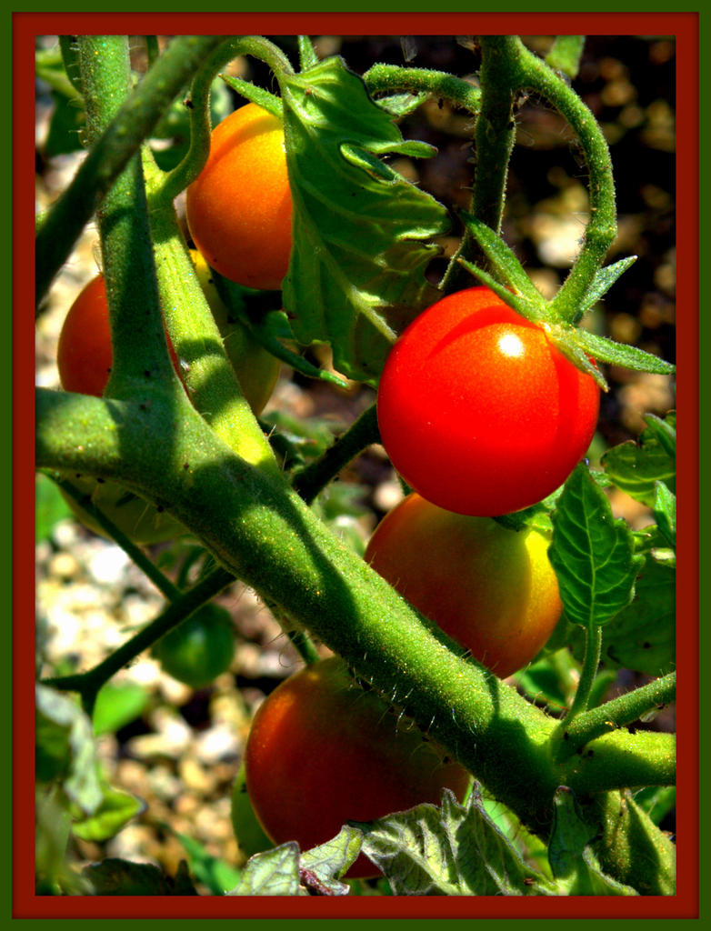 CL Cherry Tomatoe's.jpg