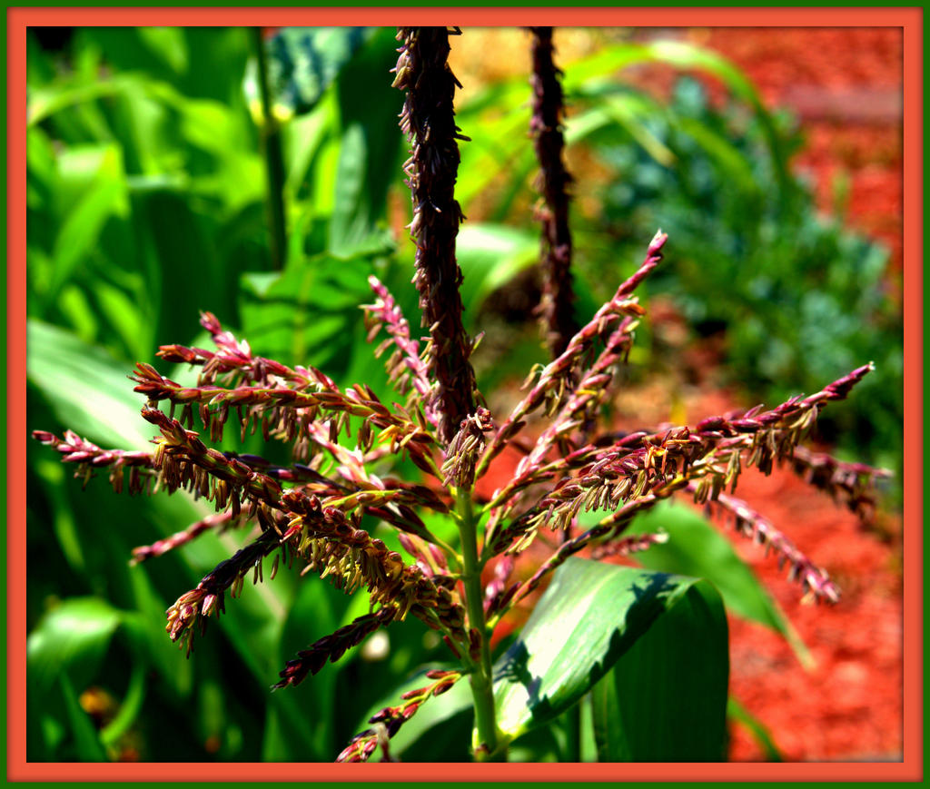 CL Corn Tassel's.jpg