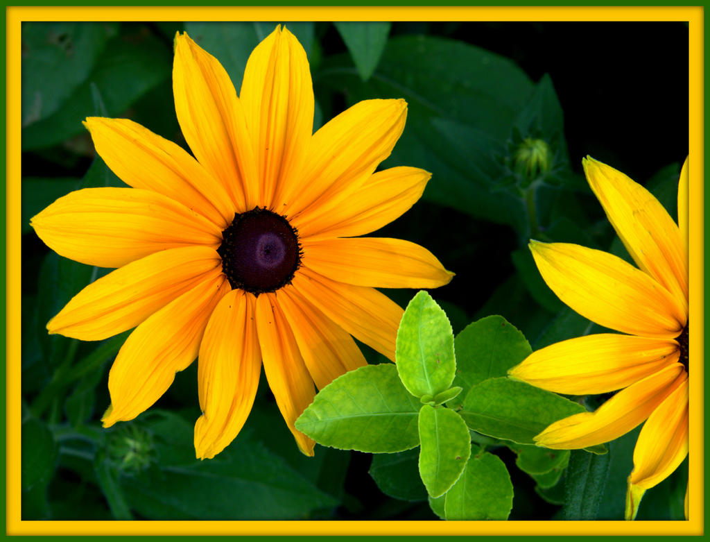 CL Gloriosa Daisy 2.jpg
