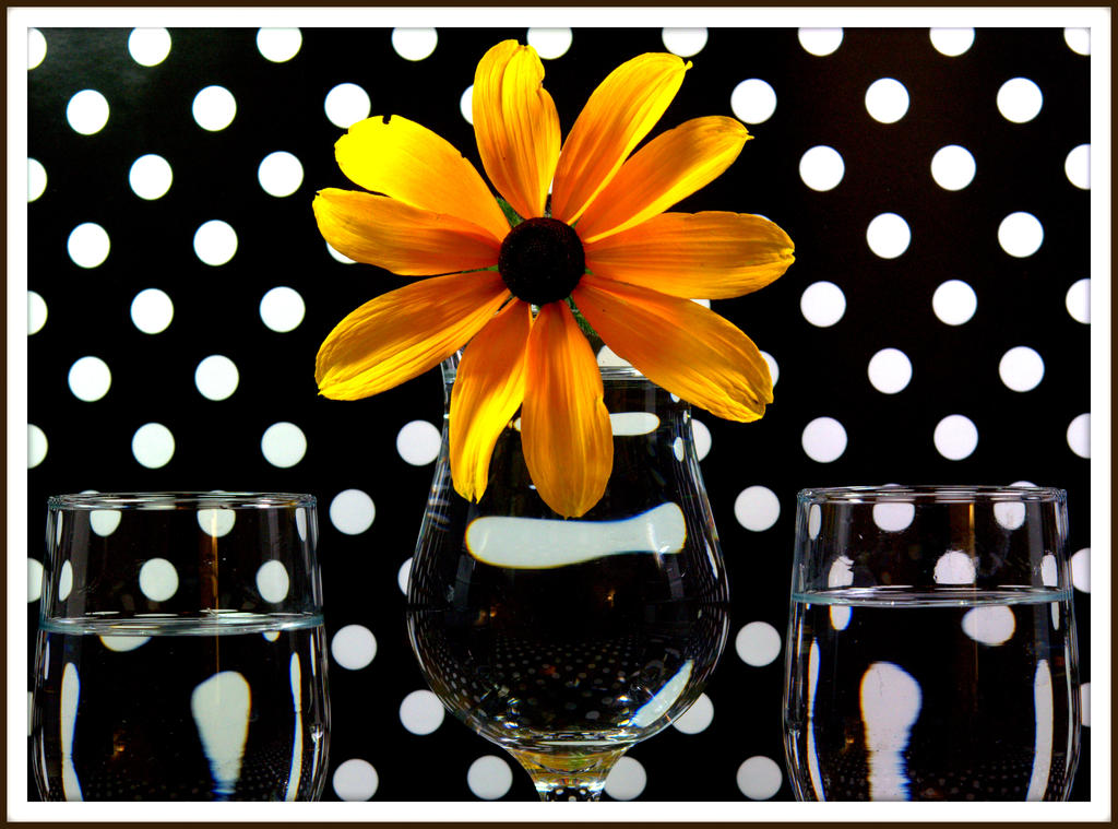 CL Polka Dots with a Daisy.jpg