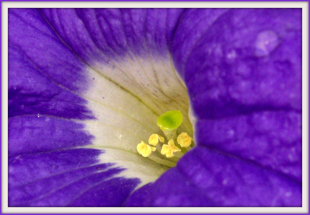 CL Purple Petunia Close Up.jpg