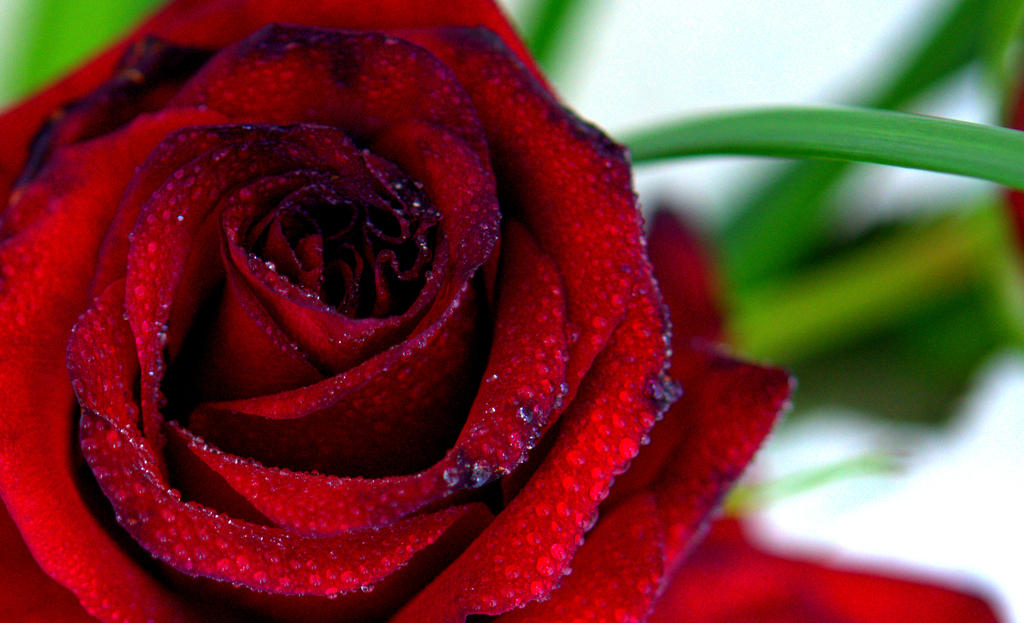 CL Red Rose 2.jpg