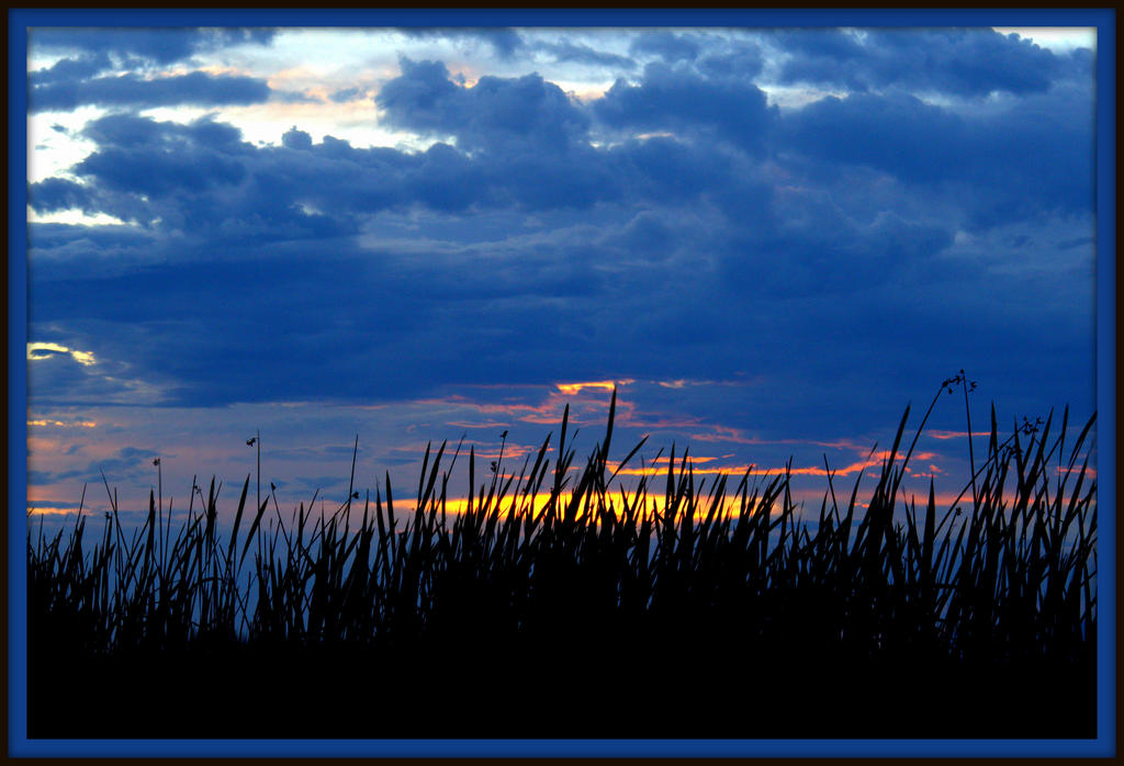CL Sunset Through the Cattails.jpg