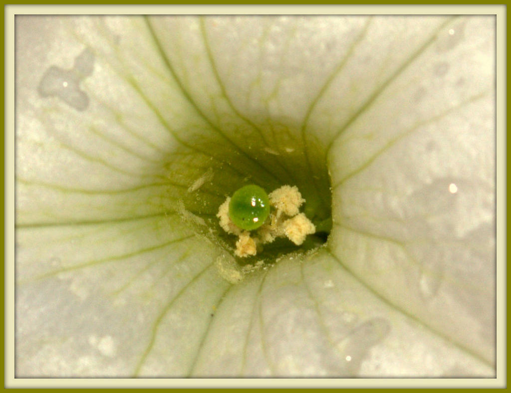 CL White Petunia Close Up.jpg