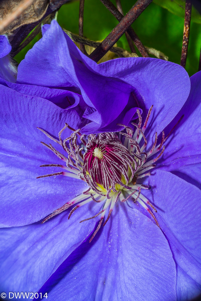 Clamatis Glory (1 of 1).jpg