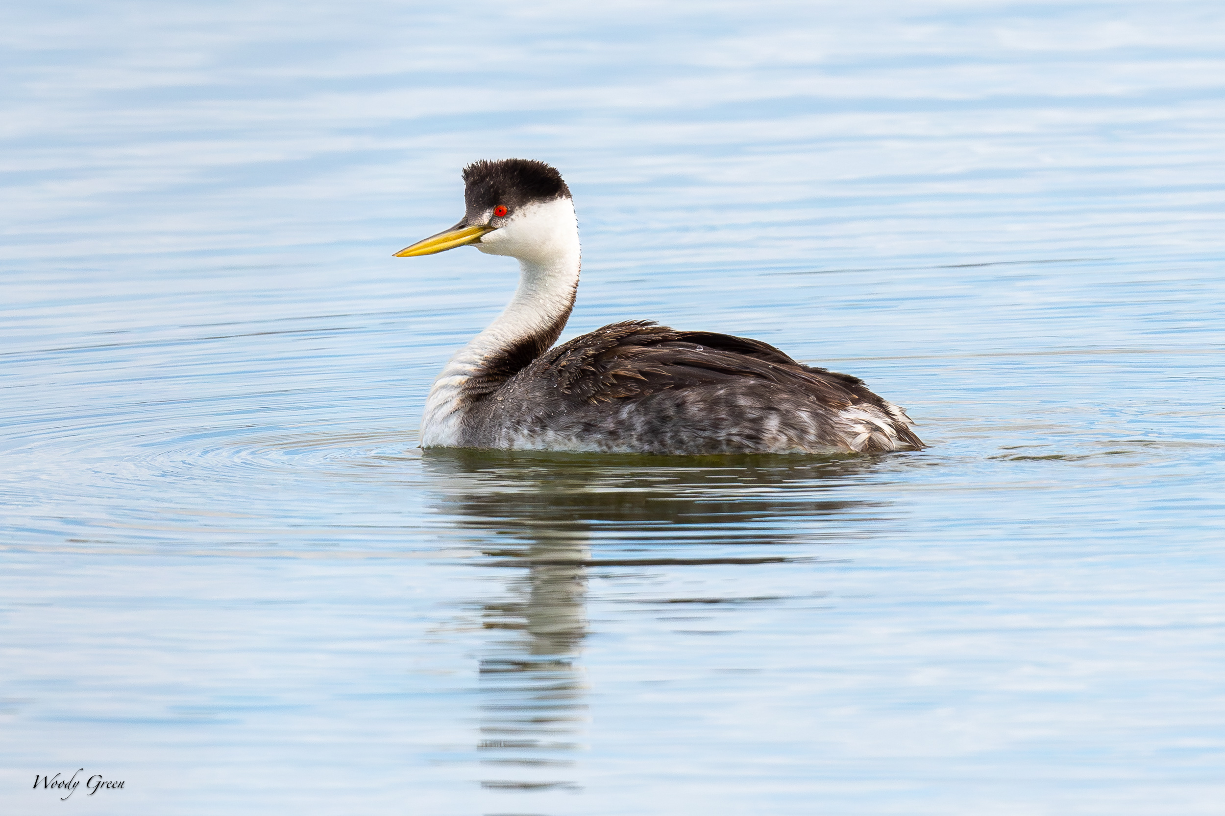 ClarksGrebe-630.jpg