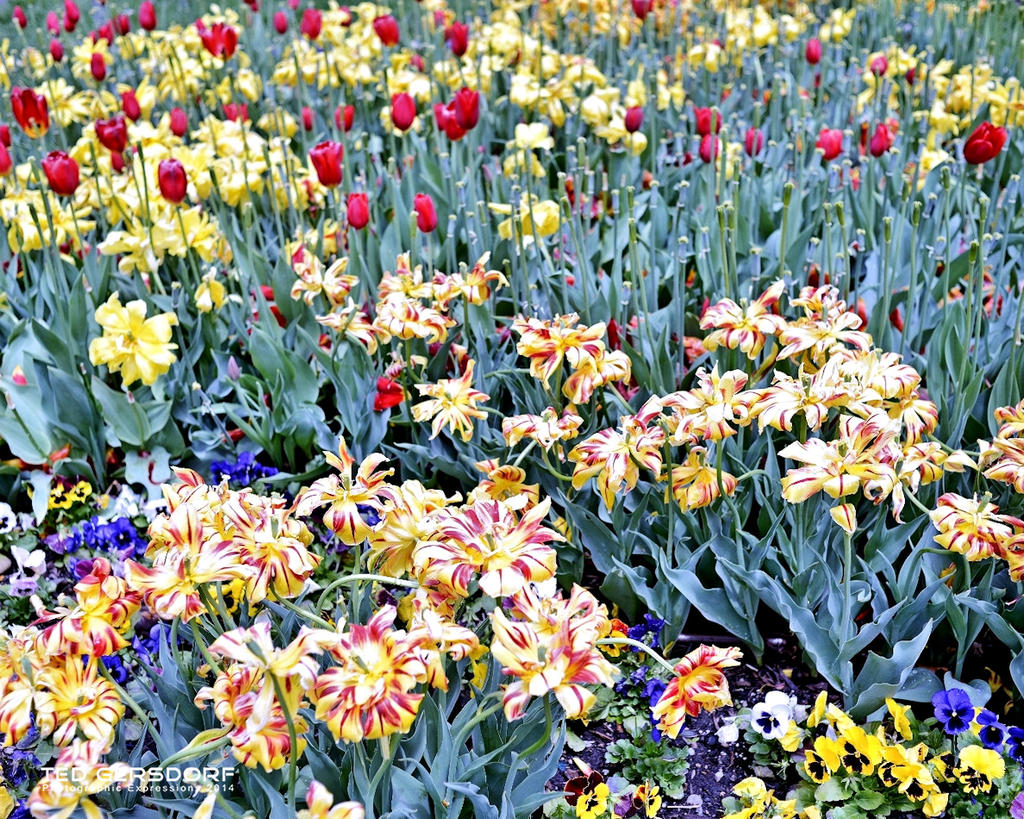 CLE Botanical Gardens 2.jpg