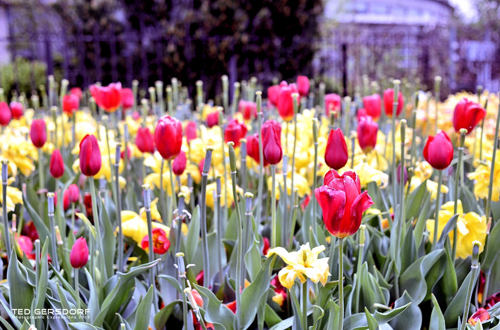 CLE Botanical Gardens 5.jpg