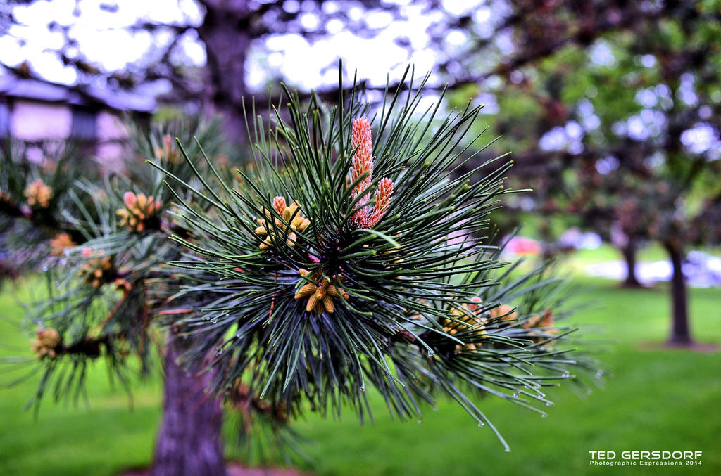 CLE Botanical Gardens 6.jpg