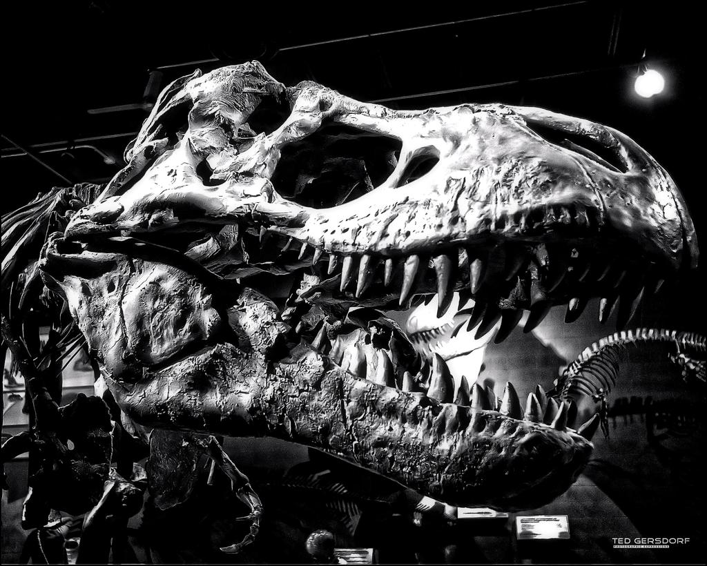 CLE History Museum  TRex   1.jpg